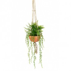 Hanging Potted Fern & Senecio