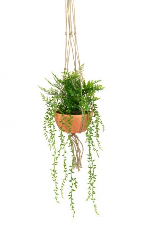 Hanging Potted Fern & Senecio