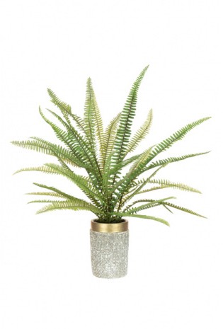 Large Fern In Gold Top Pot